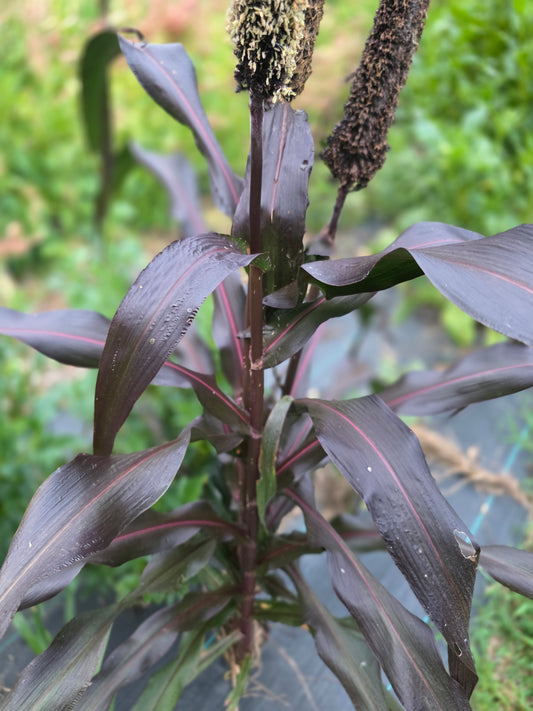 Purple Majesty Millet Seed
