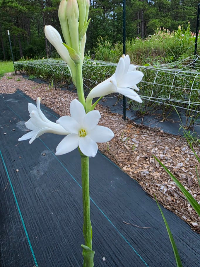 Polianthes Tuberose 'Mexican Single'