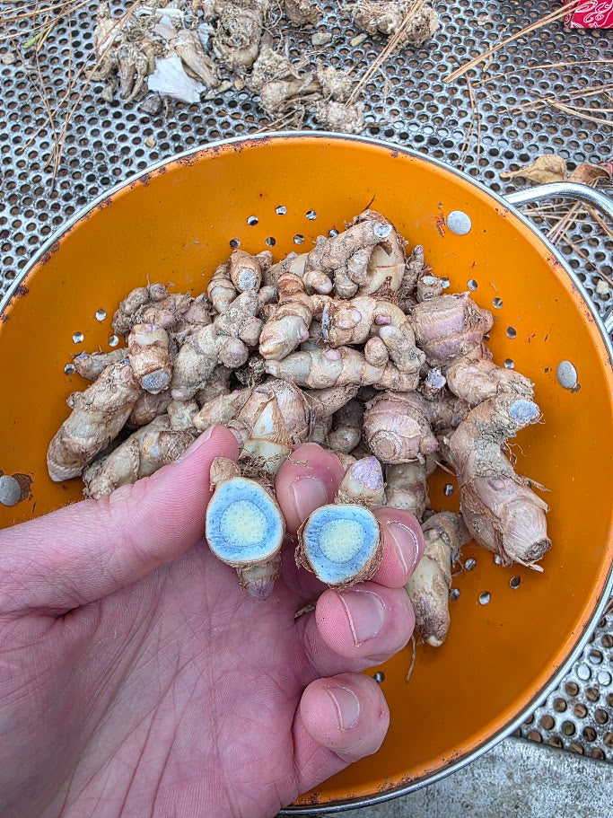Blue Turmeric