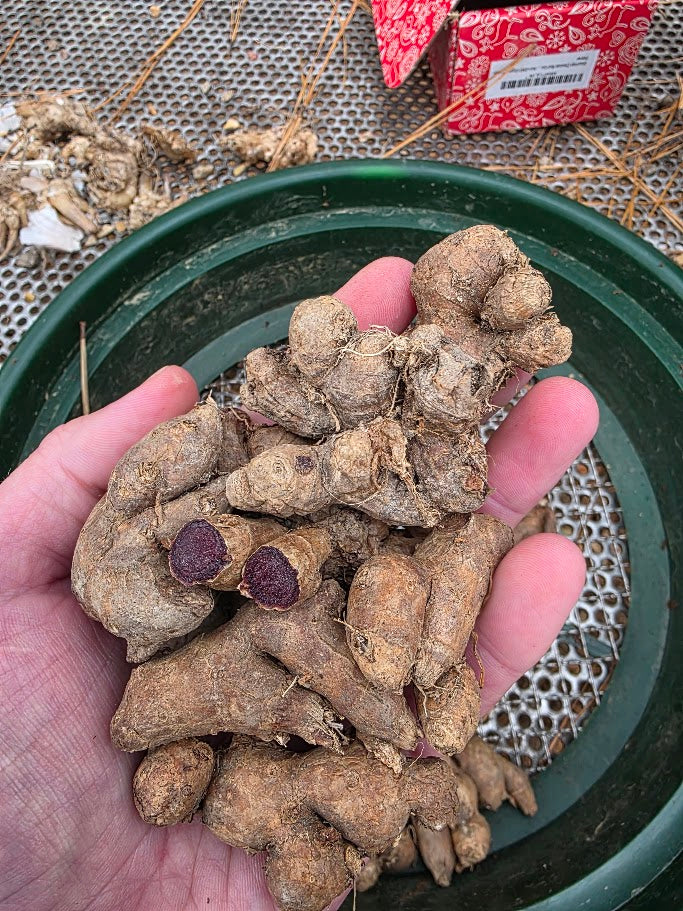 Black Turmeric