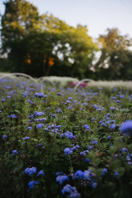 Ageratum - Blue & White Mix