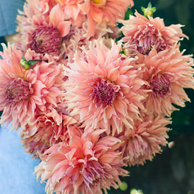 Dahlia Tubers – Fairway Spur