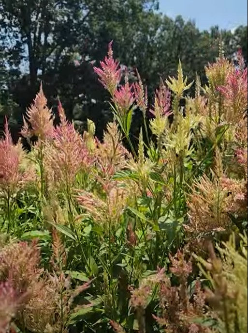 Shimmer Celosia Seed