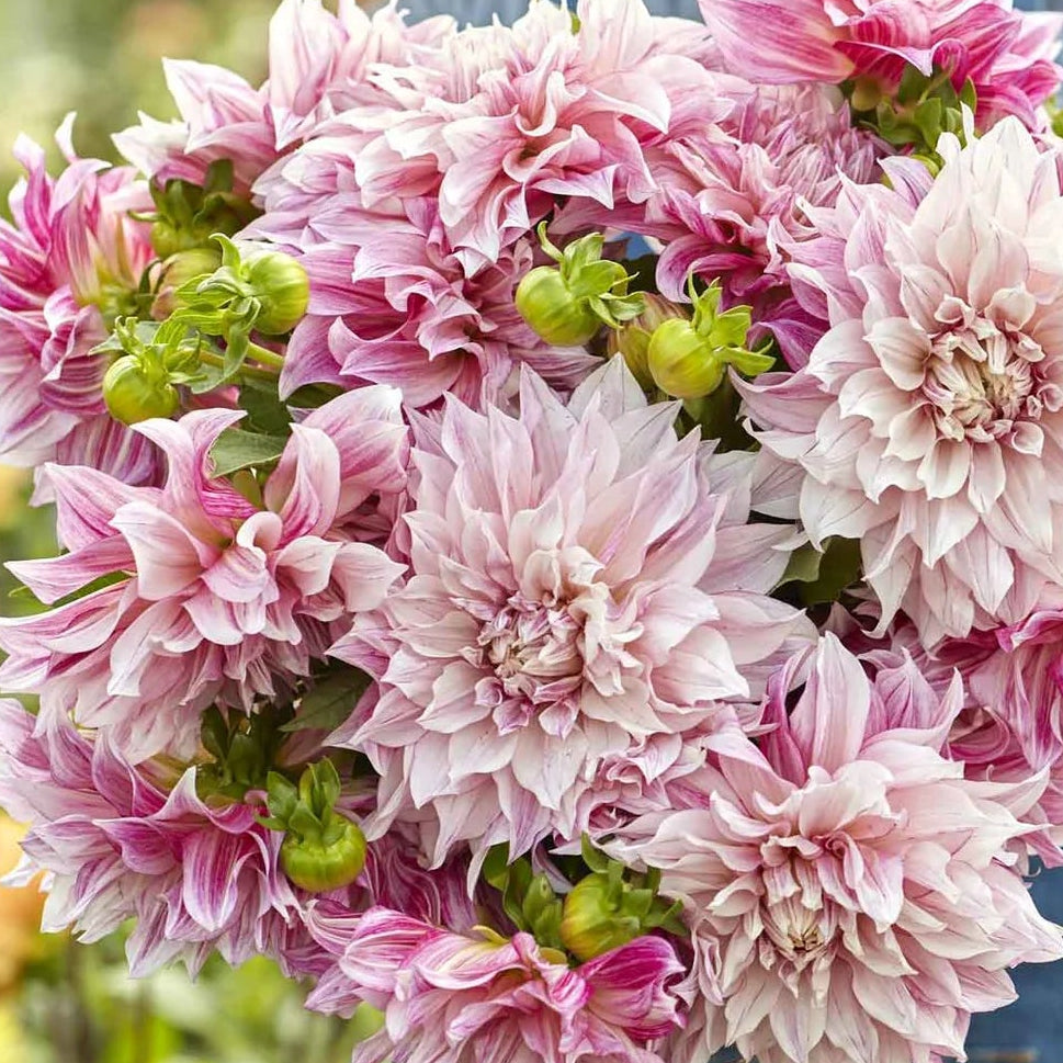 Dahlia Tubers – Café au Lait Royal