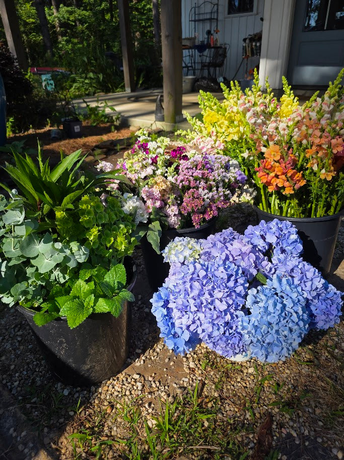 Bloom Buckets / DIY Buckets