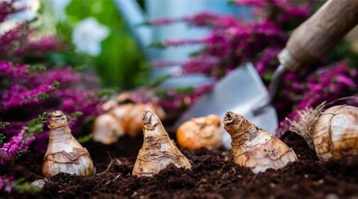 Bulbs – Stem & Petal Farm