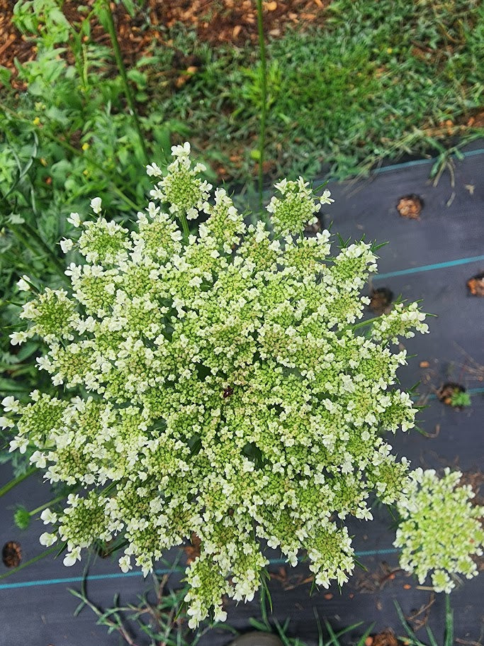 Queen Anne’s Lace - (Dara Daucus)