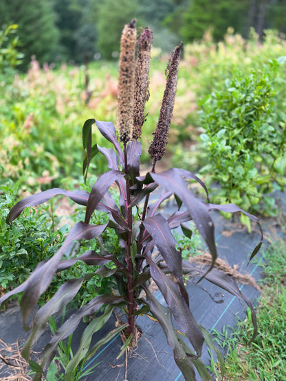 Purple Majesty Millet Seed