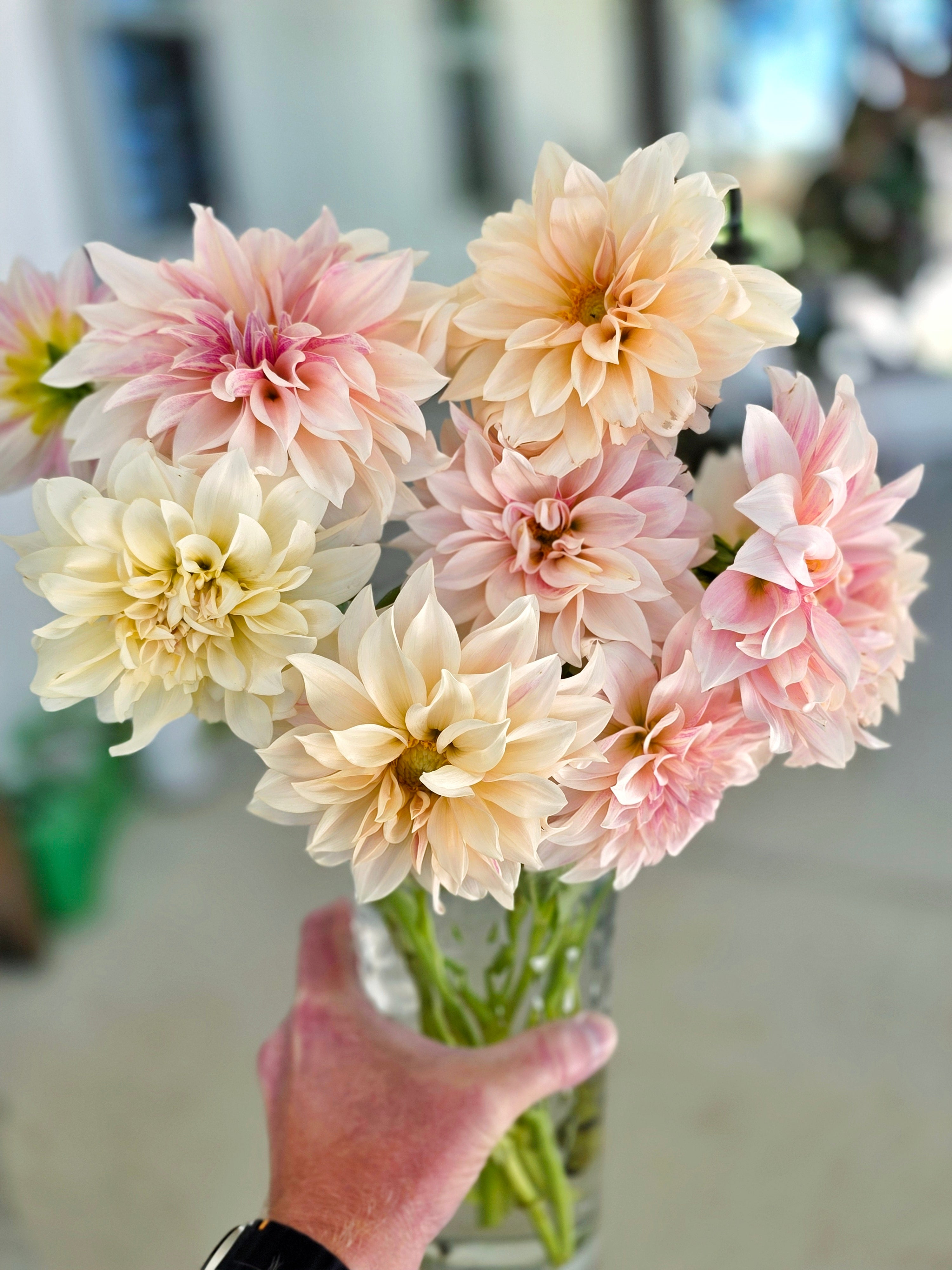 Dahlia Tubers – Café au Lait