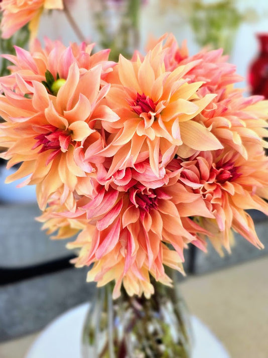 Dahlia Tubers – Labyrinth