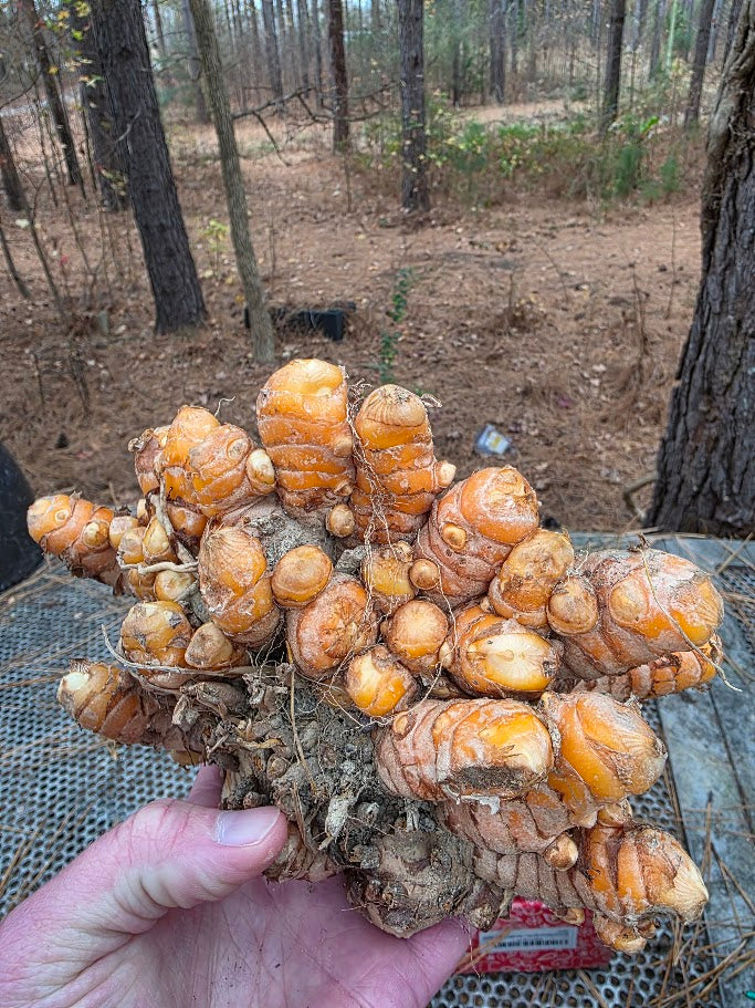 Orange Turmeric