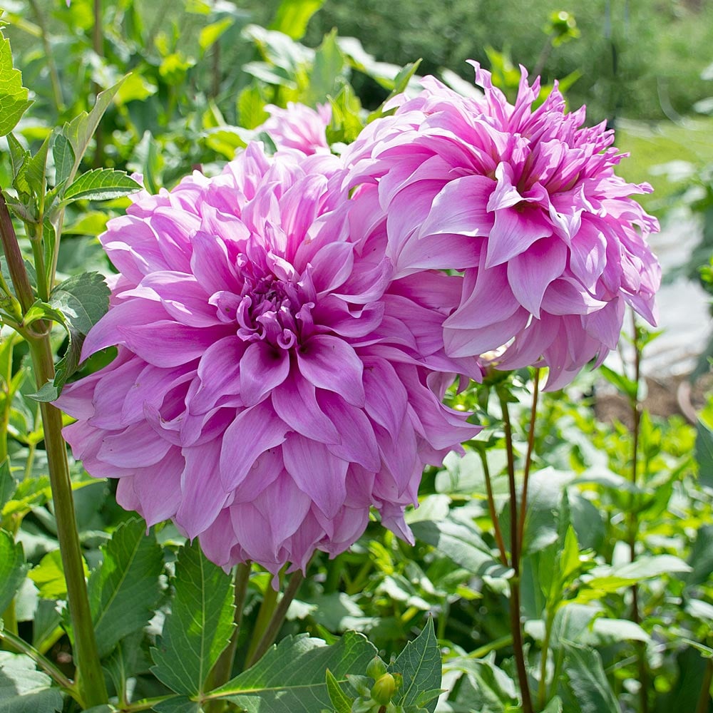 Dahlia Tubers – Vassio Meggos