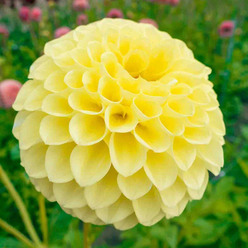 Dahlia Tubers – Jowey Martina