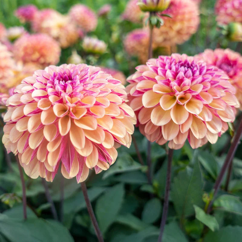 Dahlia Tubers – Palmares