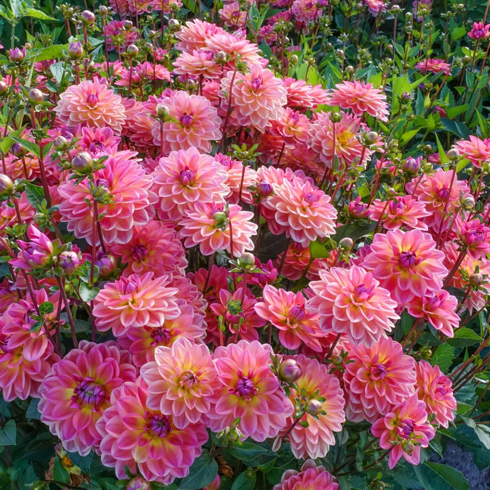 Dahlia Tubers – Pacific View
