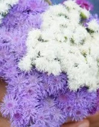 Ageratum - Blue & White Mix