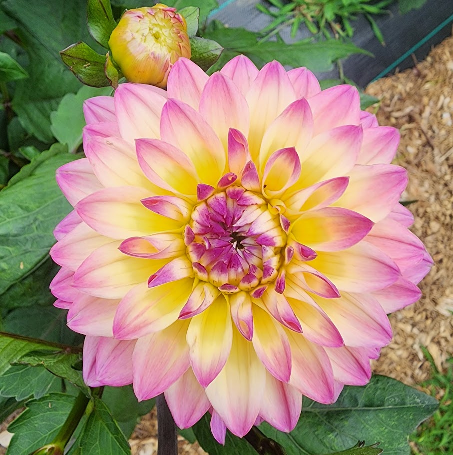 Dahlia Tubers – Arbatax
