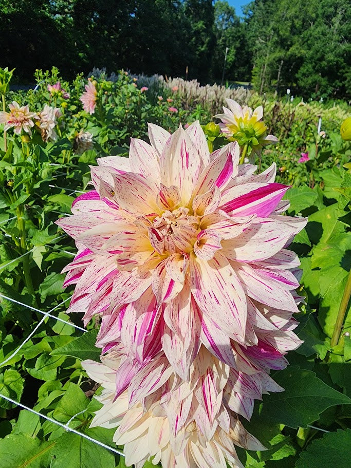 Dahlia Tubers – Café au Lait Twist
