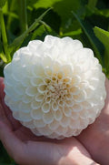 Dahlia Tubers – Boom Boom White