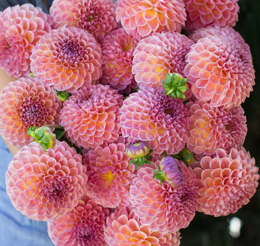 Dahlia Tubers – Jowey Winnie