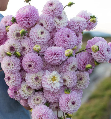 Dahlia Tubers – Genova