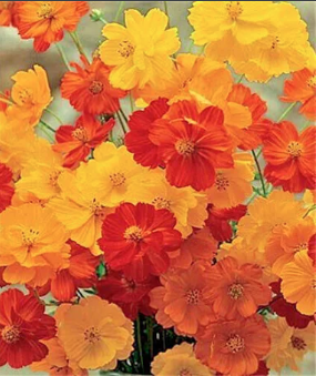 Cosmos - Bright Lights Mix