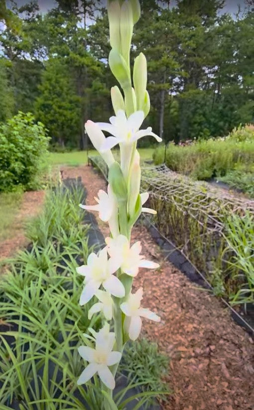 Polianthes Tuberose 'The Pearl'