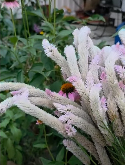 Flamingo Feather Celosia Seed