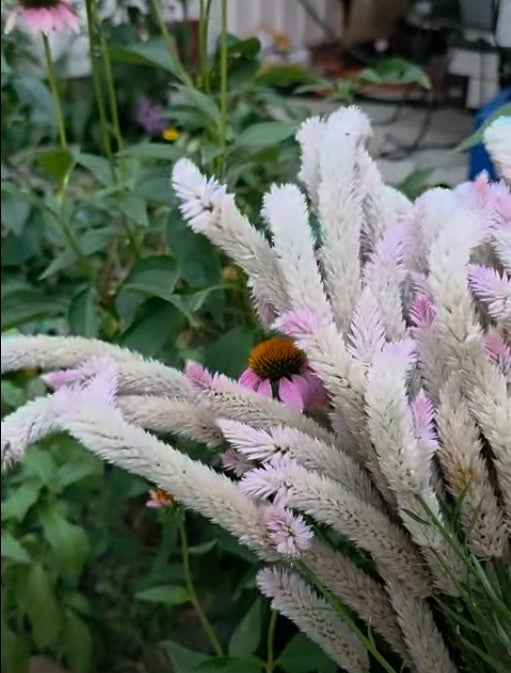 Flamingo Feather Celosia Seed