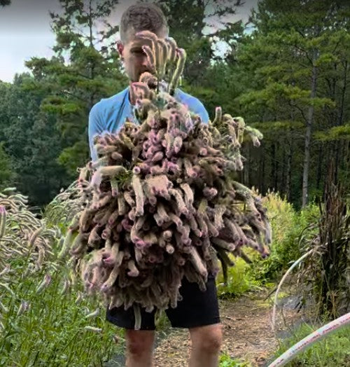 Flamingo Feather Celosia Seed