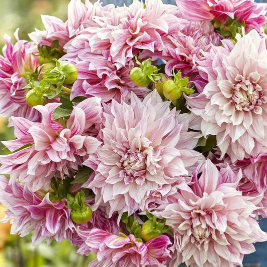 Dahlia Tubers – Café au Lait Royal