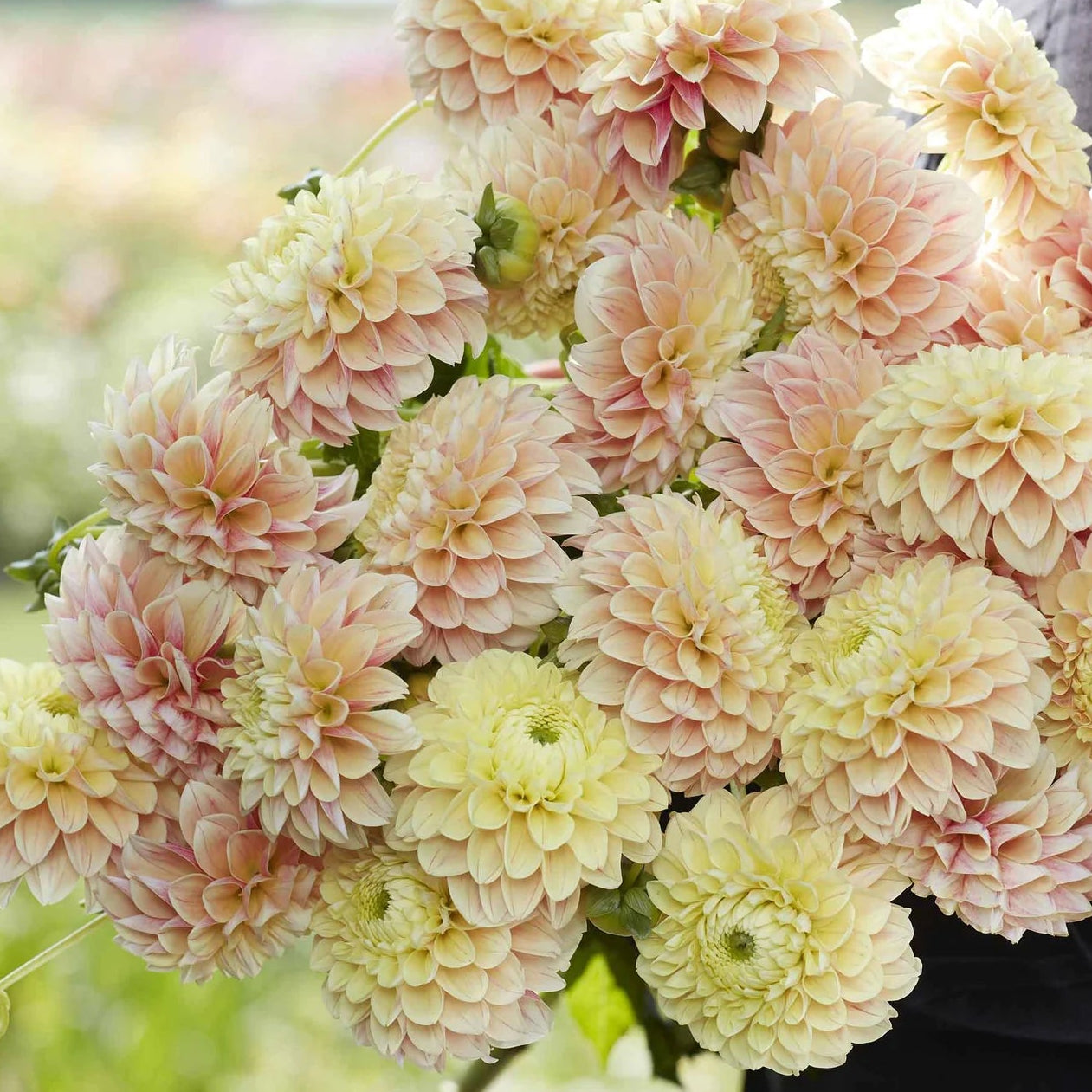 Dahlia Tubers – Sweet Suzanne