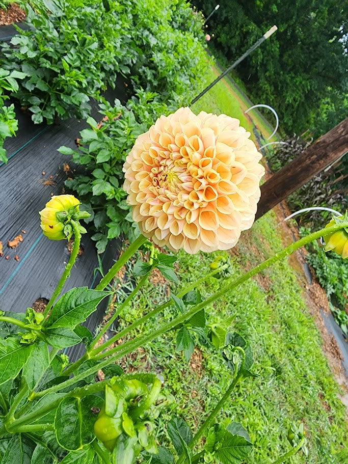 Dahlia Tubers – Honey Dew
